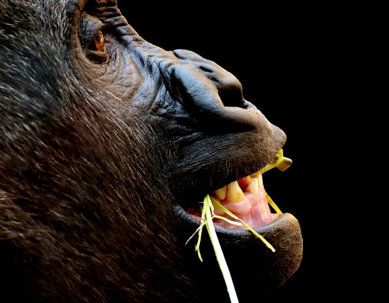 Congo Basin