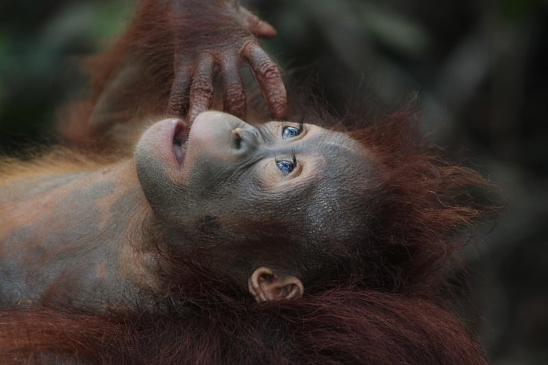 Borneo Jungle